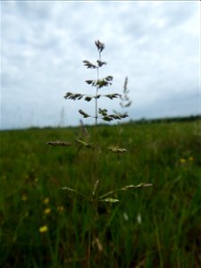 Poa trivialis L., 1753