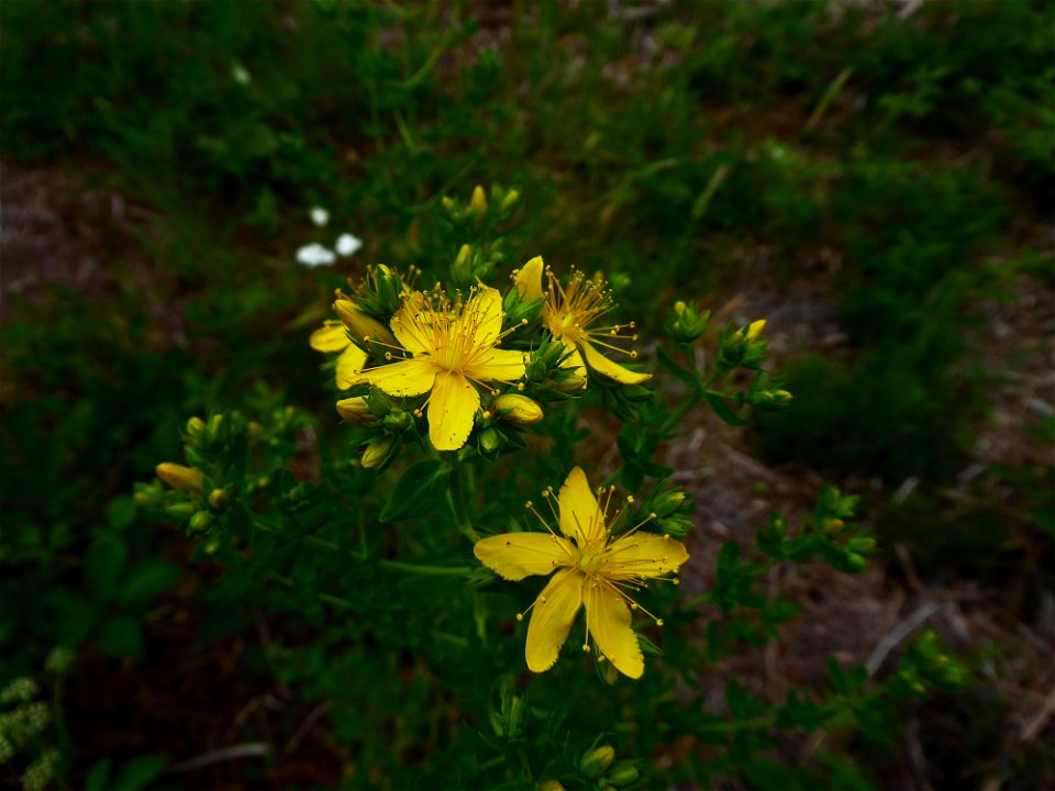 Hypericum perforatum L., 1753