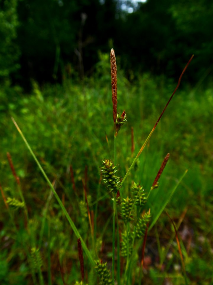 Carex punctata Gaudin, 1811