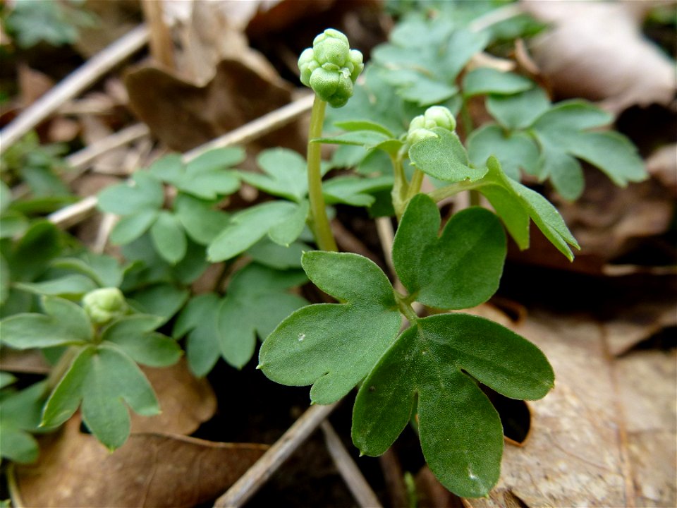 Adoxa moschatellina L., 1753