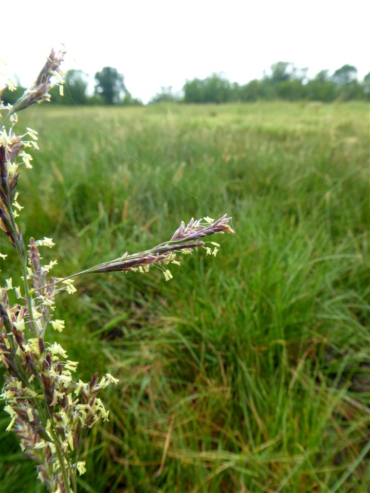 Puccinellia festuciformis subsp. festuciformis (Host) Parl., 1850
