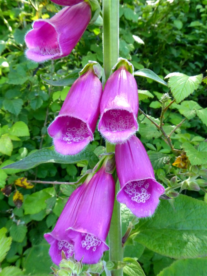 Digitalis purpurea L., 1753