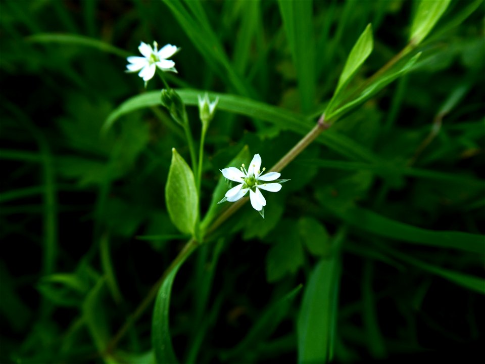 Stellaria alsine Grimm, 1767