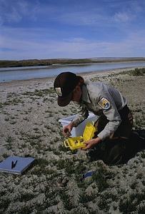 Analysis collection Recurvirostra americana photo