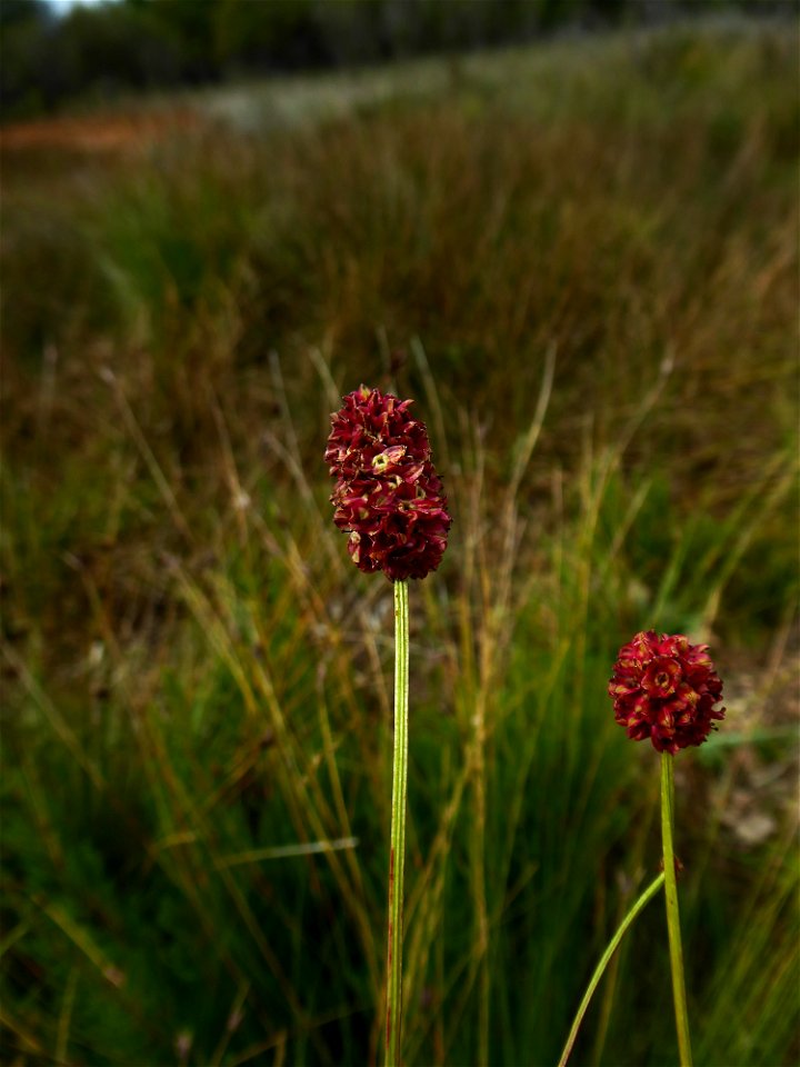 Sanguisorba officinalis L., 1753