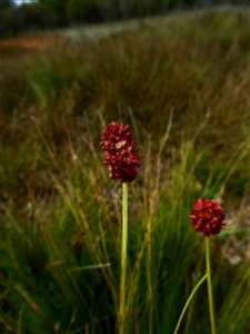 Sanguisorba officinalis L., 1753