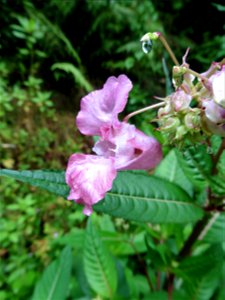 Impatiens glandulifera Royle, 1833