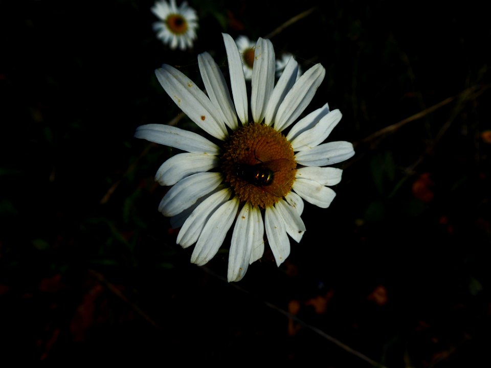 Leucanthemum vulgare Lam., 1779