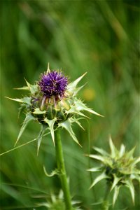 Silybum marianum (L.) Gaertn., 1791