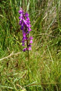 Anacamptis palustris (Jacq.) R.M.Bateman, Pridgeon & M.W.Chase, 1997