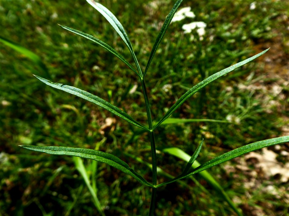 Oenanthe pimpinelloides L., 1753