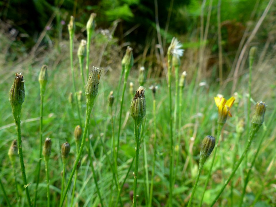 Scorzoneroides autumnalis (L.) Moench, 1794
