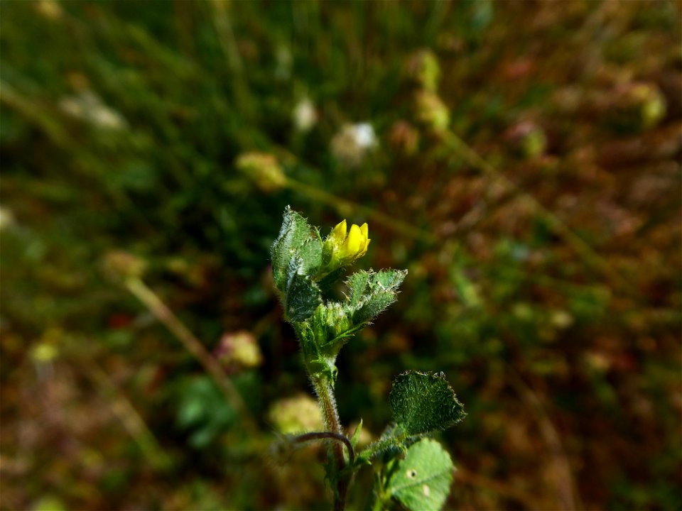 Medicago italica (Mill.) Fiori, 1921