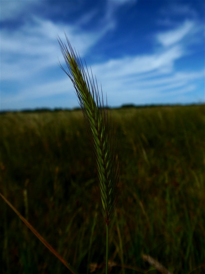 Hordeum secalinum Schreb., 1771