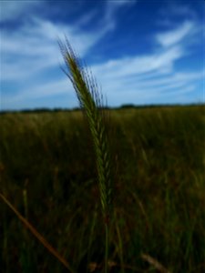 Hordeum secalinum Schreb., 1771