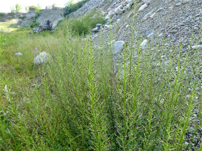 Scrophularia canina subsp. canina L., 1753