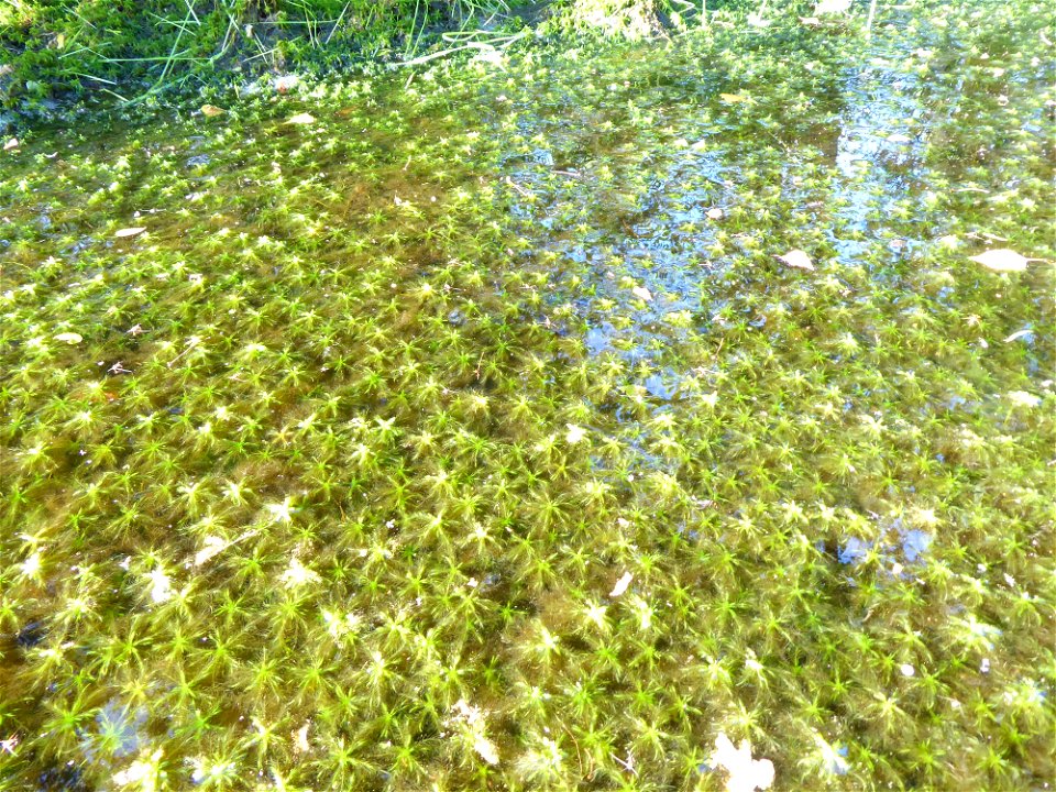 Sphagnum cuspidatum Ehrh. ex Hoffm., 1796