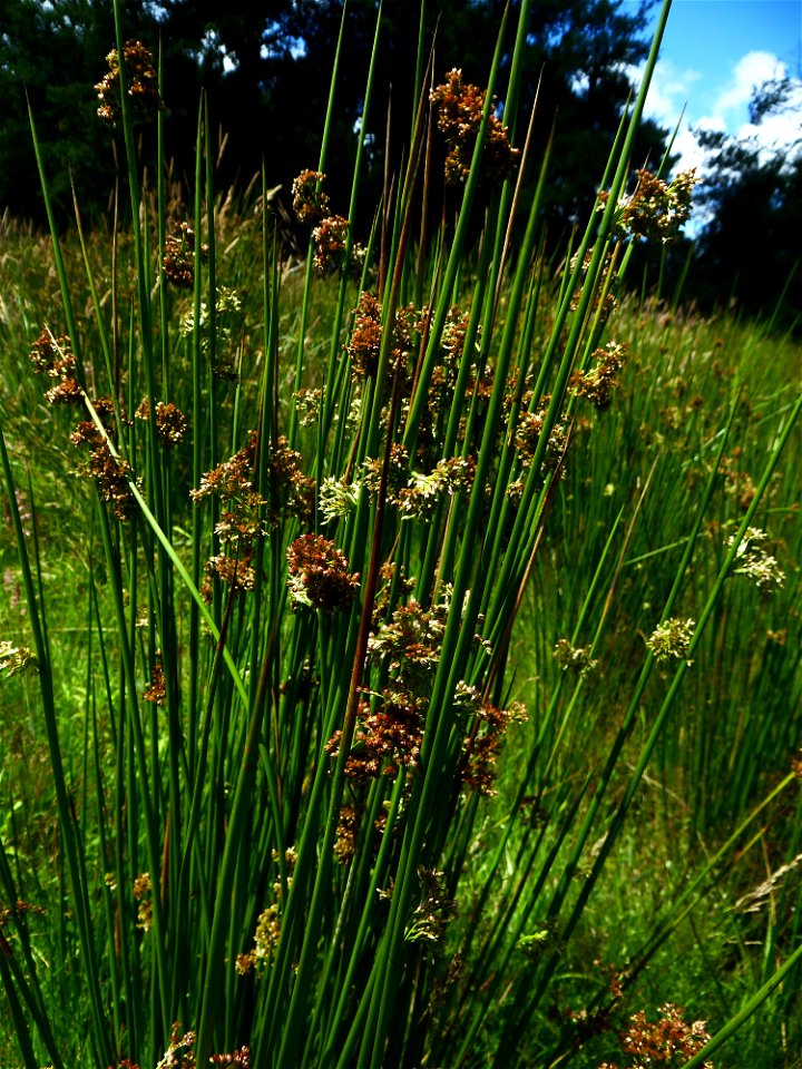 Juncus effusus L., 1753