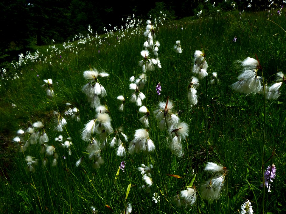 Eriophorum latifolium Hoppe, 1800