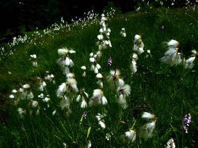 Eriophorum latifolium Hoppe, 1800