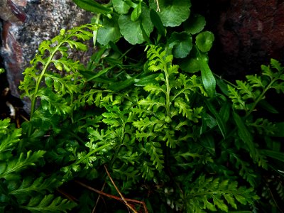 Asplenium obovatum subsp. billotii (F.W.Schultz) O.Bolòs, Vigo, Massales & Ninot, 1990