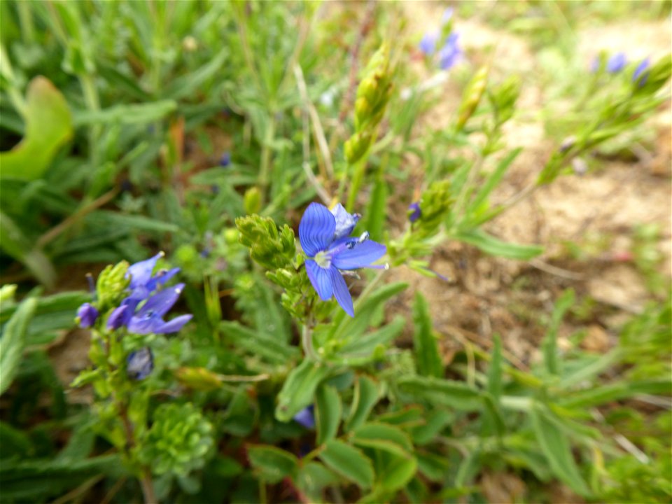 Veronica teucrium L., 1762