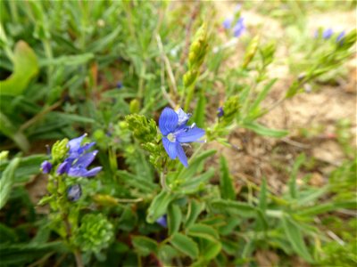 Veronica teucrium L., 1762
