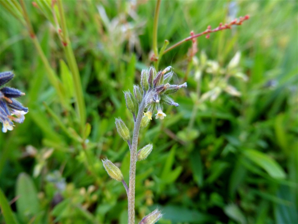 Myosotis discolor Pers., 1797