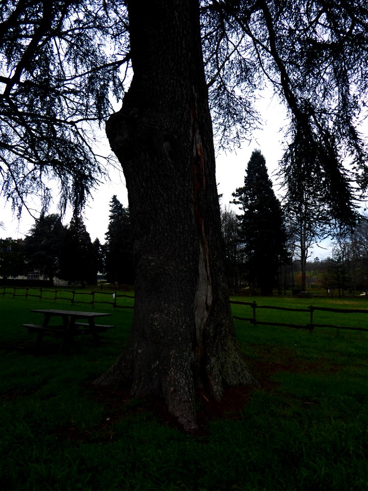 Cedrus atlantica (Manetti ex Endl.) Carrière, 1855