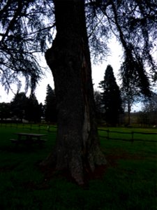 Cedrus atlantica (Manetti ex Endl.) Carrière, 1855