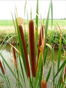 Typha angustifolia L., 1753