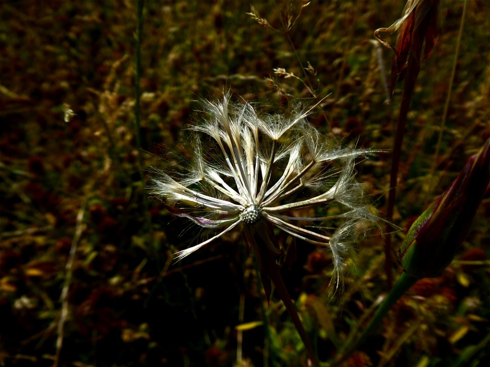 Podospermum laciniatum (L.) DC., 1805