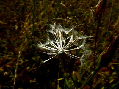 Podospermum laciniatum (L.) DC., 1805