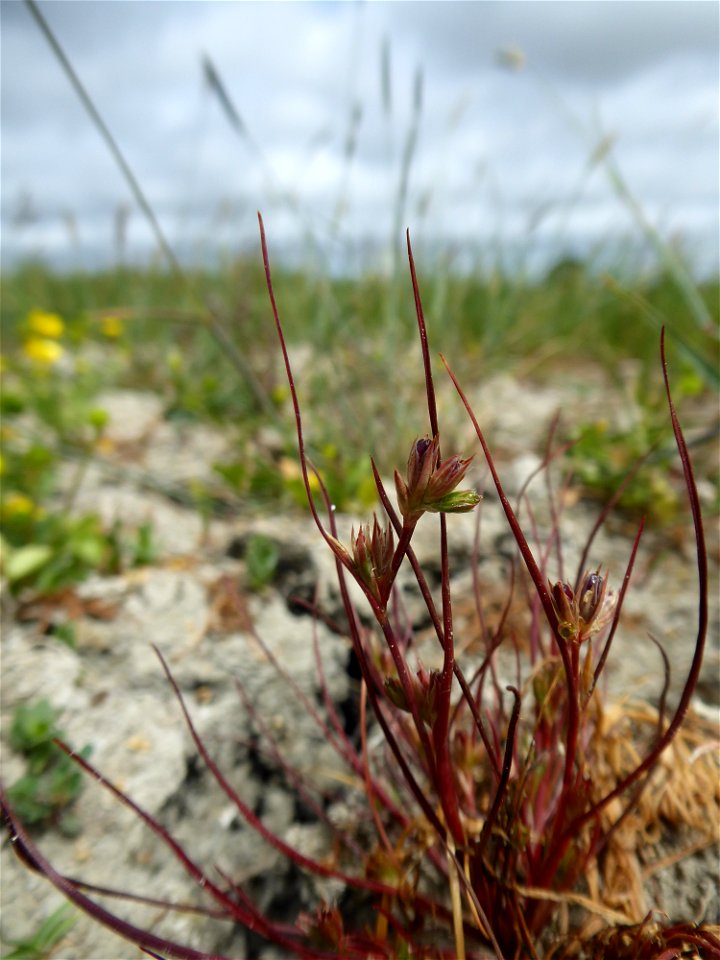 Juncus ranarius Songeon & E.P.Perrier, 1860