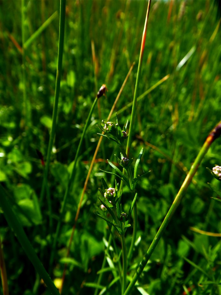 Galium debile Desv., 1818