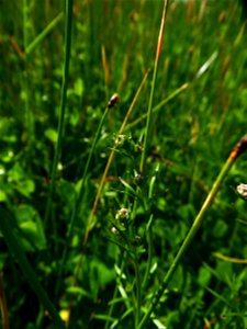 Galium debile Desv., 1818