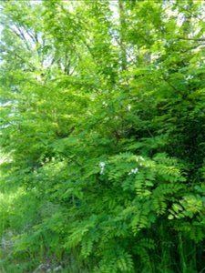 Robinia pseudoacacia L., 1753