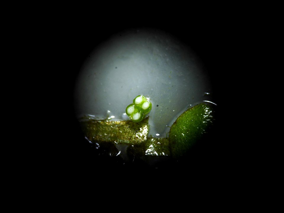 Callitriche obtusangula Le Gall, 1852