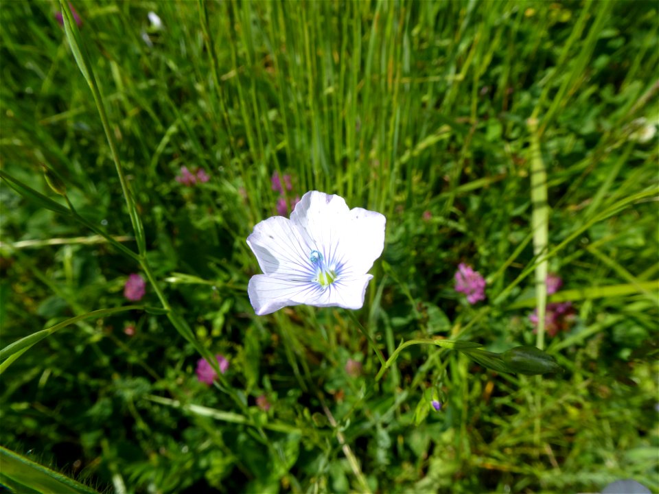 Linum usitatissimum subsp. angustifolium (Huds.) Thell., 1912