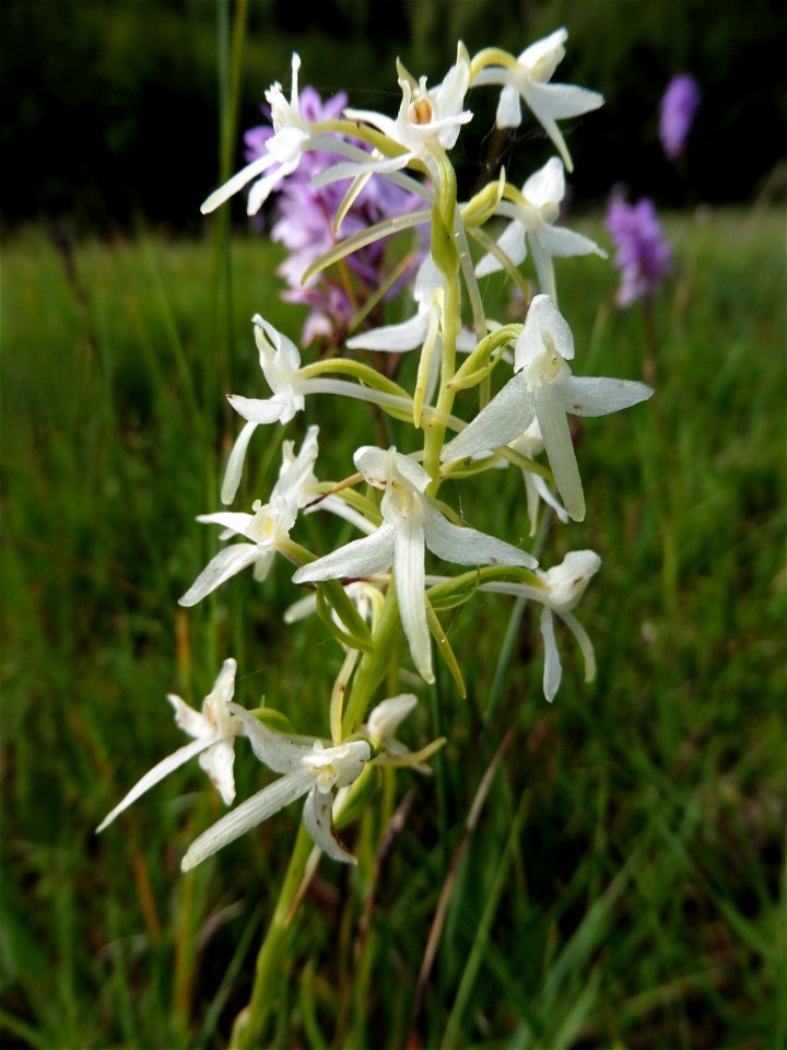 Platanthera bifolia (L.) Rich., 1817