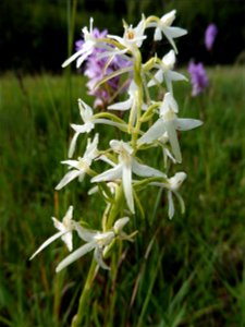 Platanthera bifolia (L.) Rich., 1817
