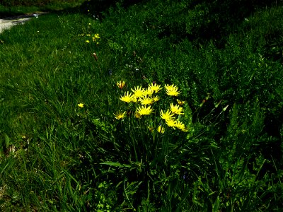 Scorzonera humilis L., 1753