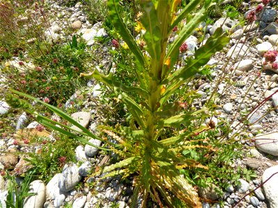 Reseda luteola L., 1753