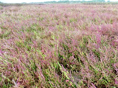 Salicornia ramosissima (Hook.f.) J.Woods ex E.S.Marshall, 1908