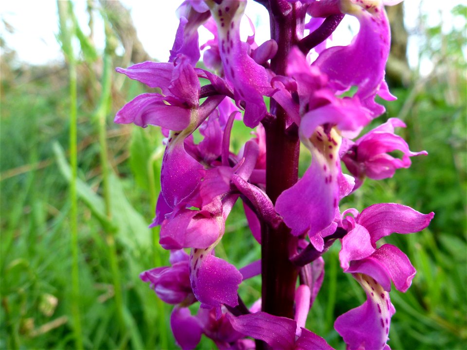 Orchis mascula (L.) L., 1755