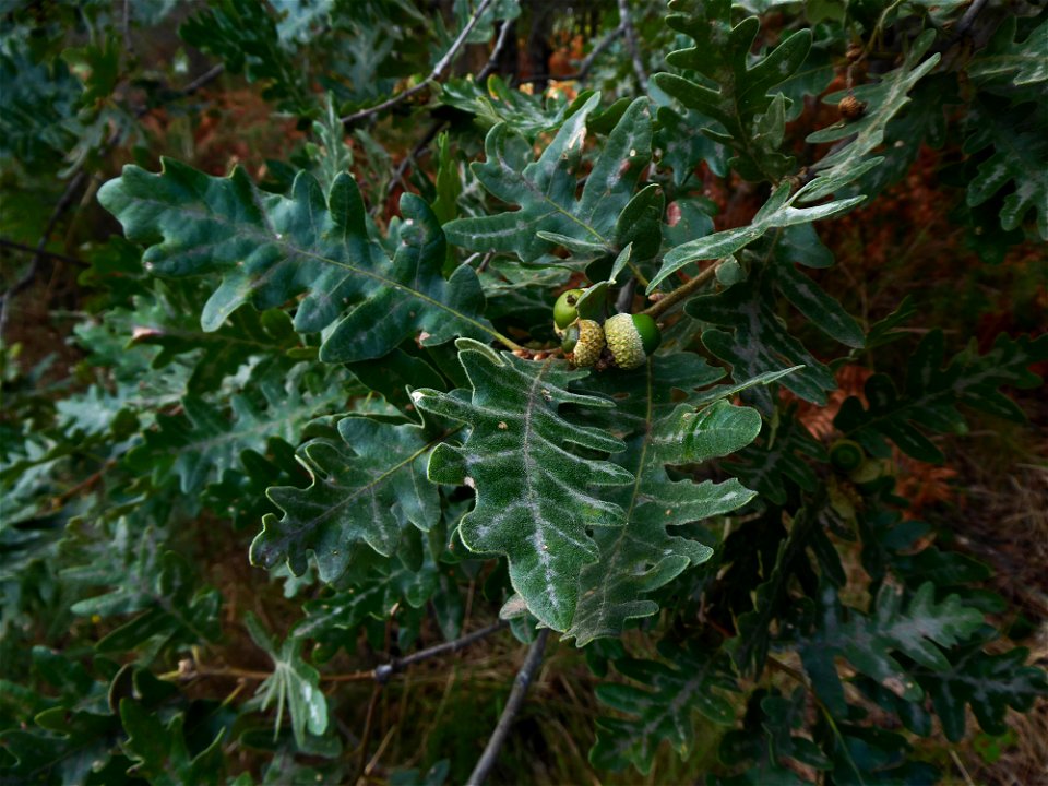 Quercus pyrenaica Willd., 1805