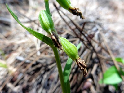 Epipactis phyllanthes G.E.Sm., 1852