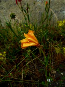 Oenothera laciniata Hill, 1768