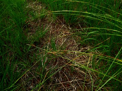 Carex binervis Sm., 1800