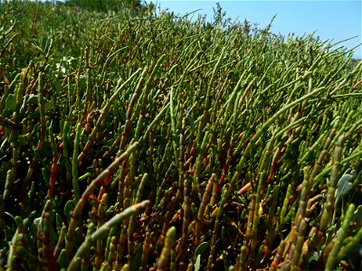 Salicornia perennis Mill., 1768